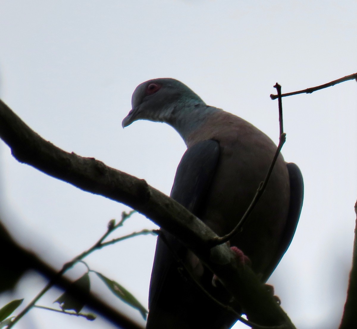 Bronze-naped Pigeon - ML521795861