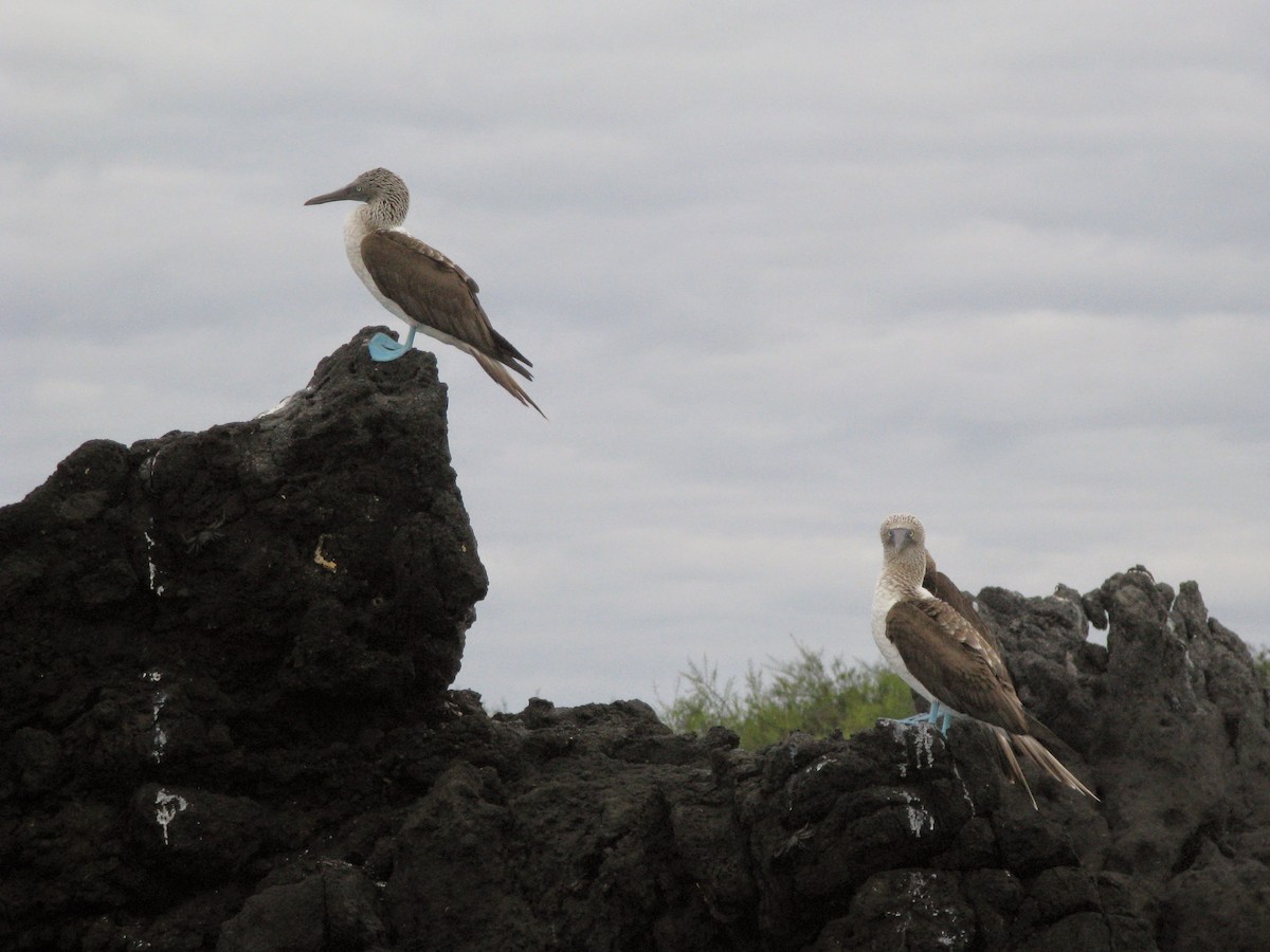 Blue-footed Booby - ML521804491