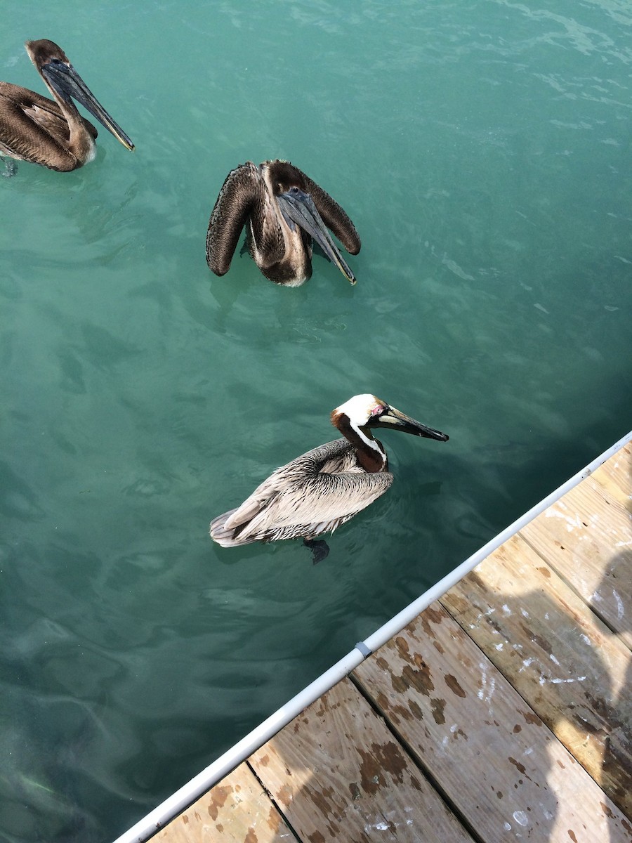 pelikán hnědý - ML521806861