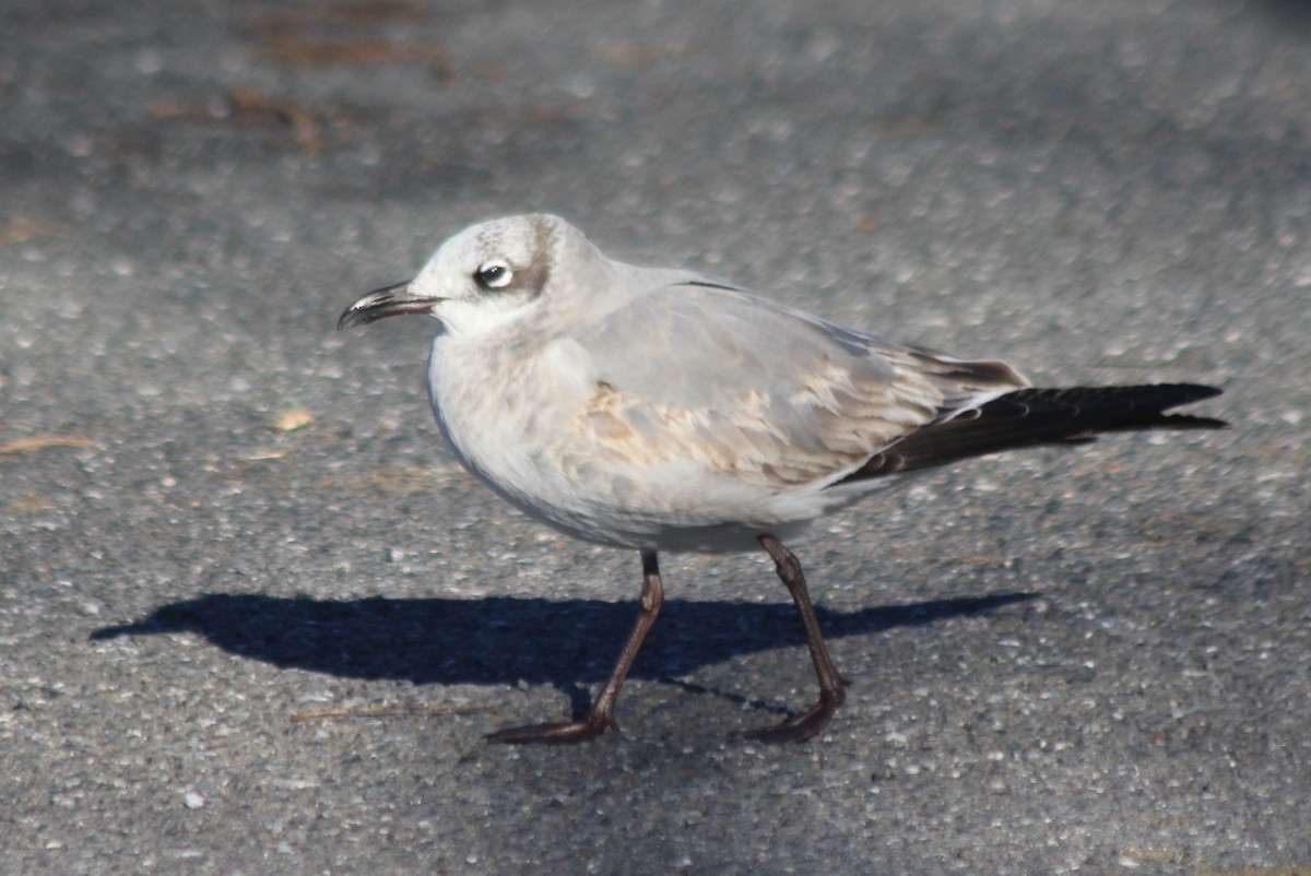 Laughing Gull - Patricia and Richard Williams