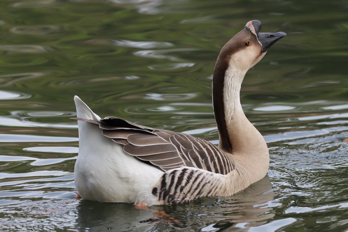 Swan Goose (Domestic type) - Jim Anderton