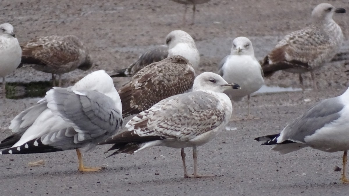 Herring Gull - Colectivo Ornitológico Carbayera del Tragamón