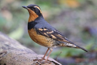 Varied Thrush