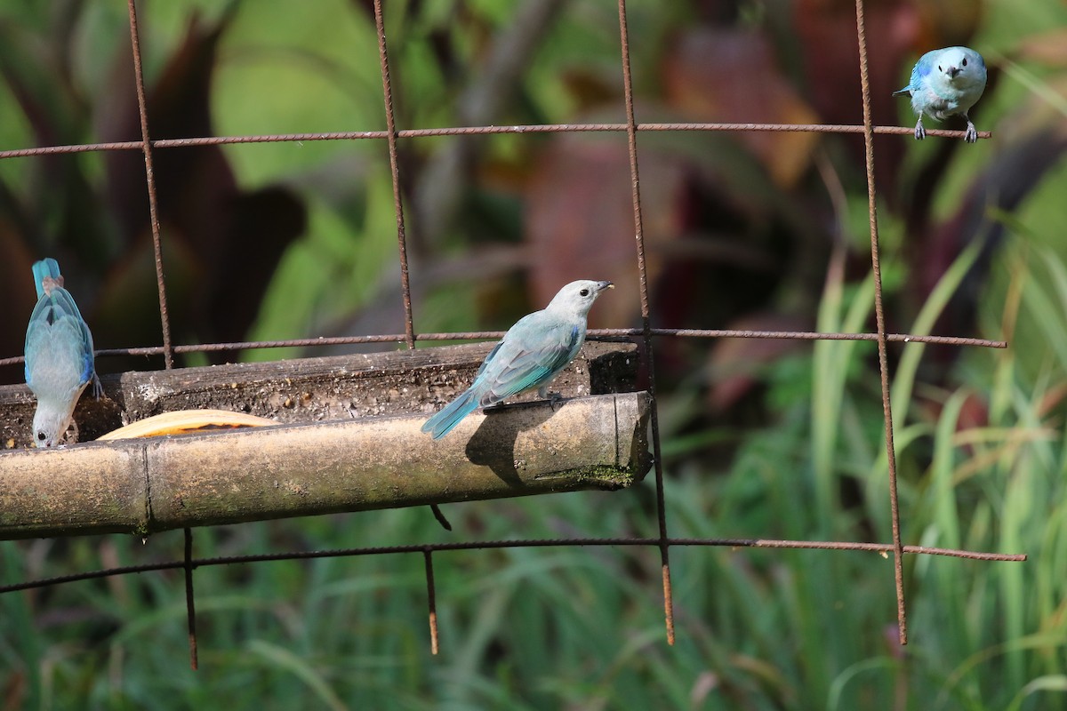Blue-gray Tanager - ML521817871