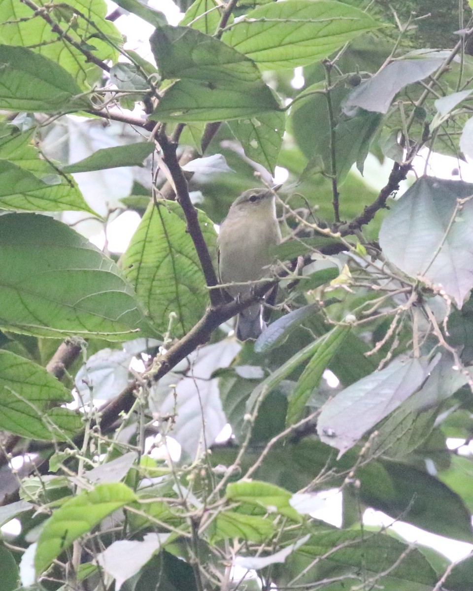 Bay-breasted Warbler - ML521819311