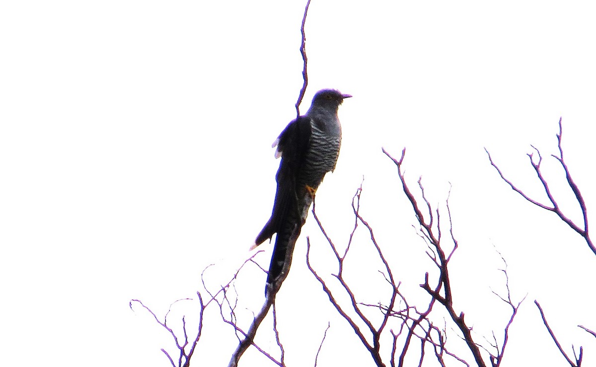 Lesser Cuckoo - sheryl mcnair