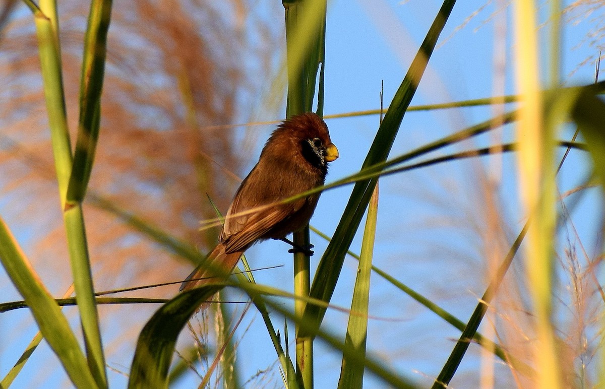 Black-breasted Parrotbill - ML521825191
