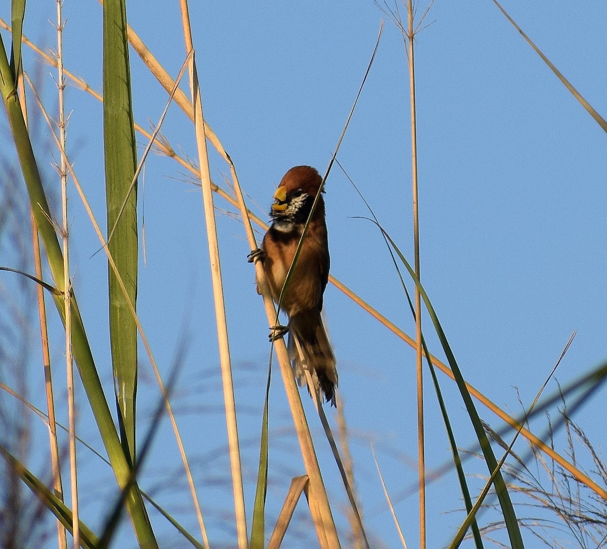 Black-breasted Parrotbill - ML521825201