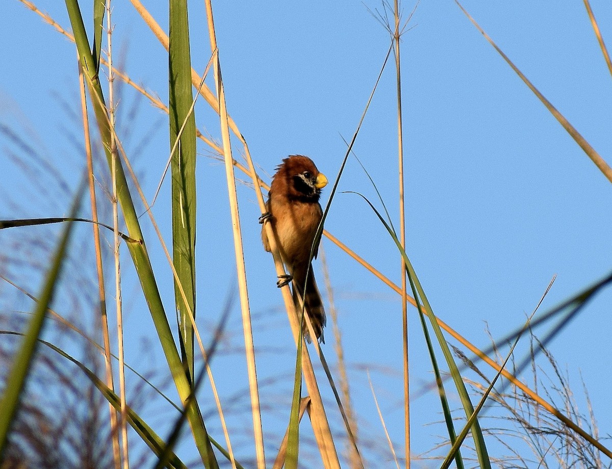 Black-breasted Parrotbill - ML521825221