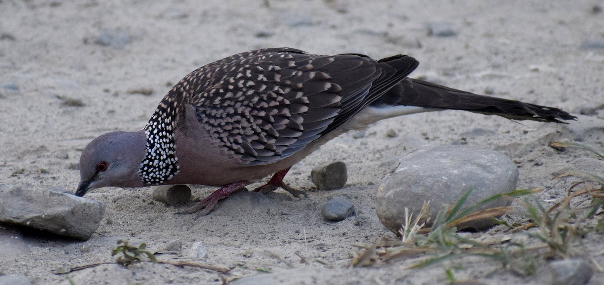 Spotted Dove - ML521827251