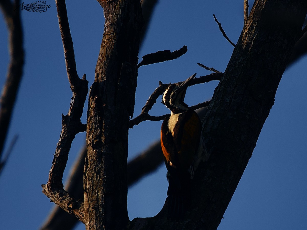 White-naped Woodpecker - A S