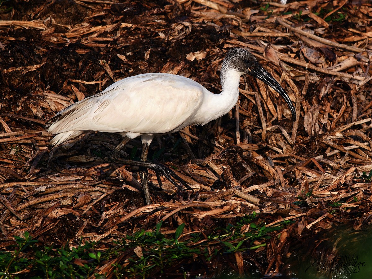 ibis černohlavý - ML521832301
