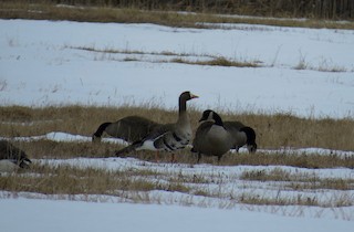 Greater White-fronted Goose, ML52183541