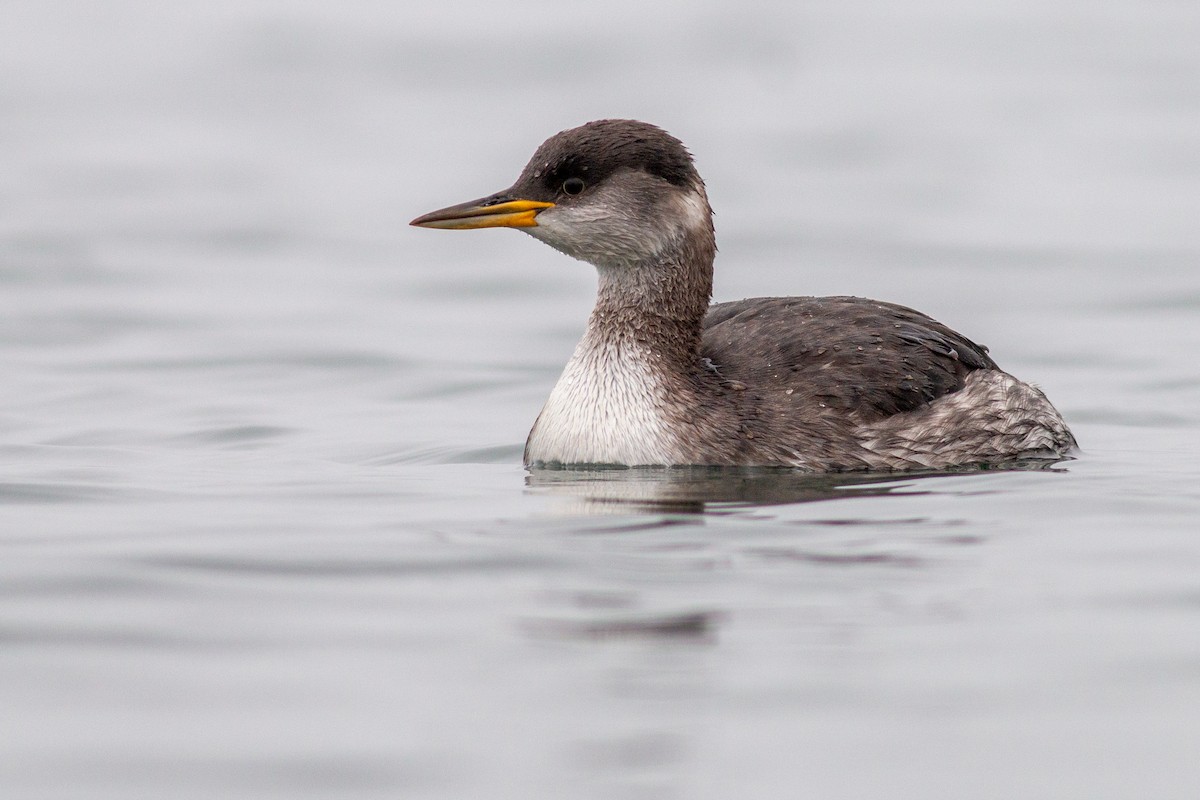 Red-necked Grebe - ML521836421