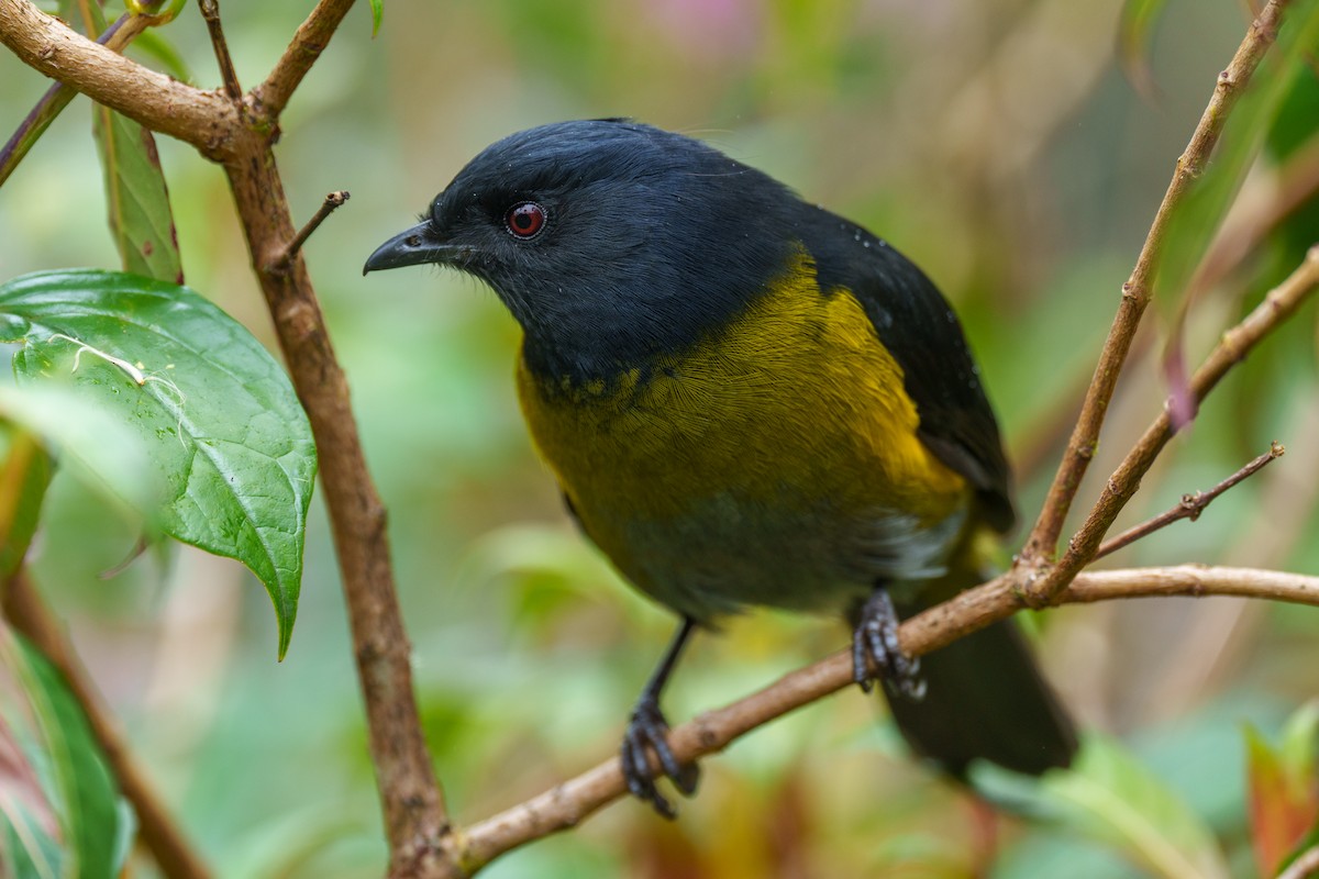 Black-and-yellow Silky-flycatcher - ML521837281