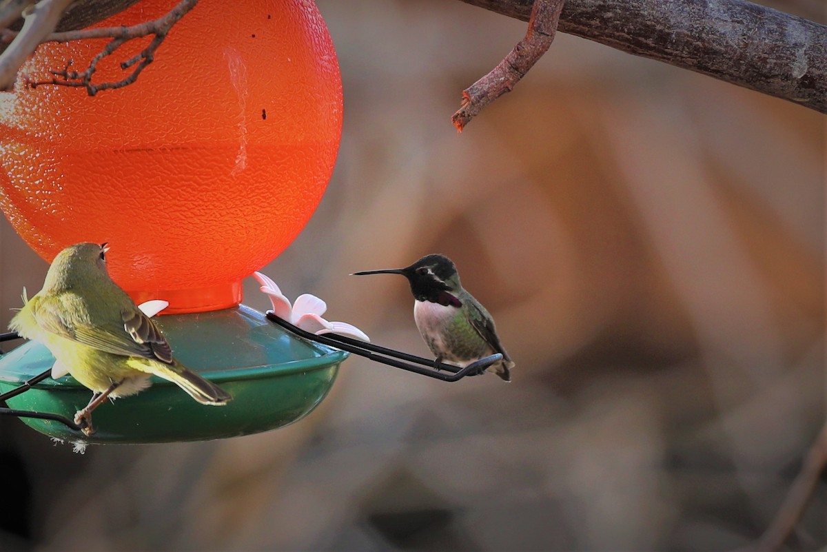 Costa's Hummingbird - ML521837471