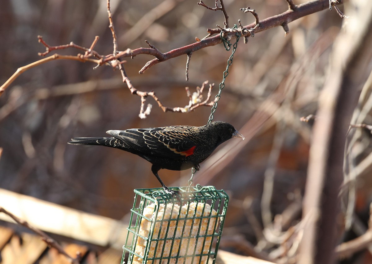 Red-winged Blackbird - ML521838641