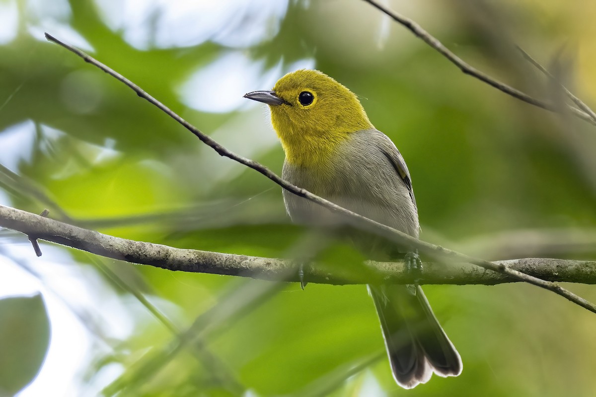 Yellow-headed Warbler - Su Li