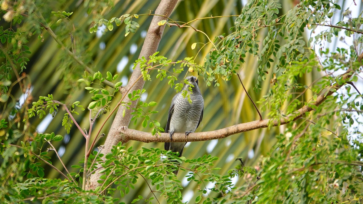 Large Cuckooshrike (Indian) - Adil Ali