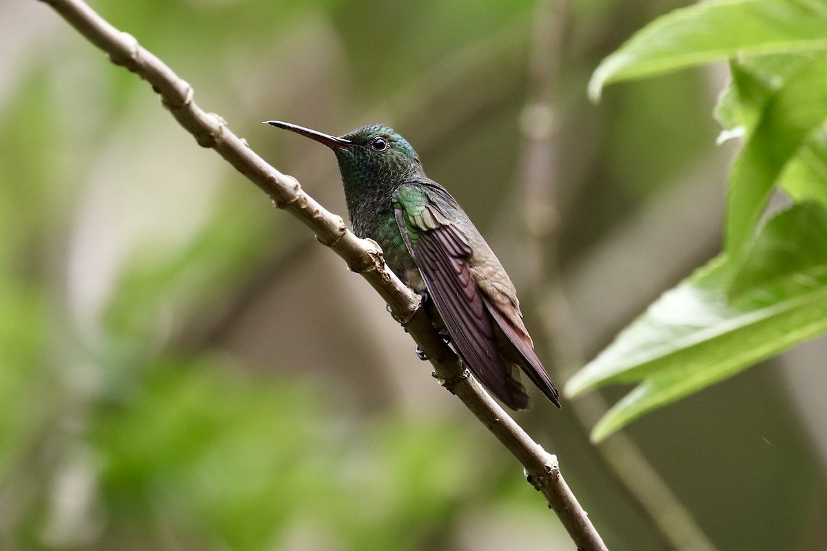 Green-bellied Hummingbird - ML521848381