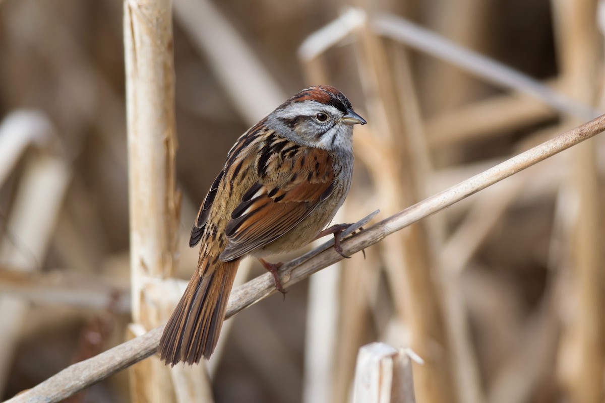 Swamp Sparrow - Alix d'Entremont