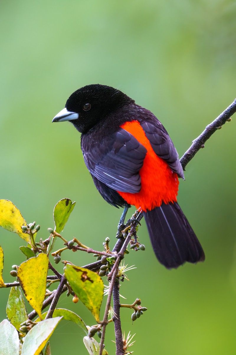 Scarlet-rumped Tanager - ML521850391