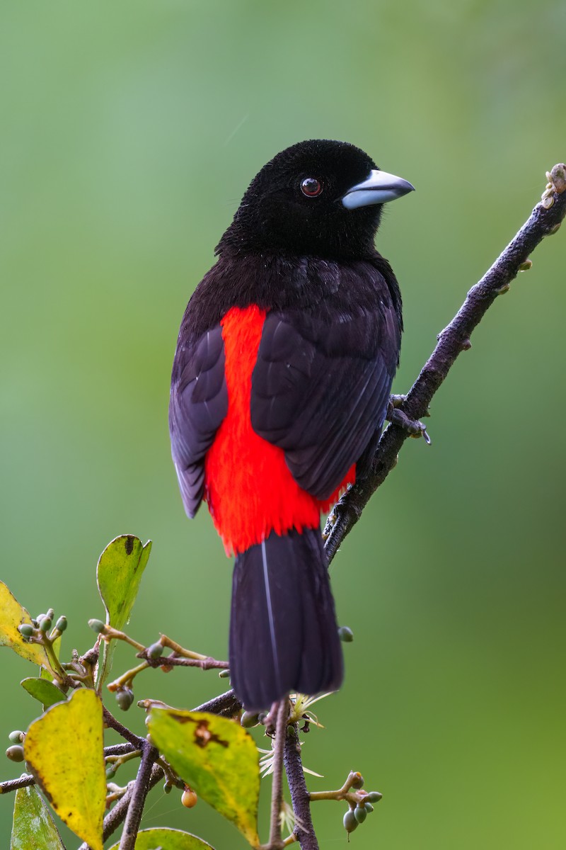 Scarlet-rumped Tanager - ML521854531
