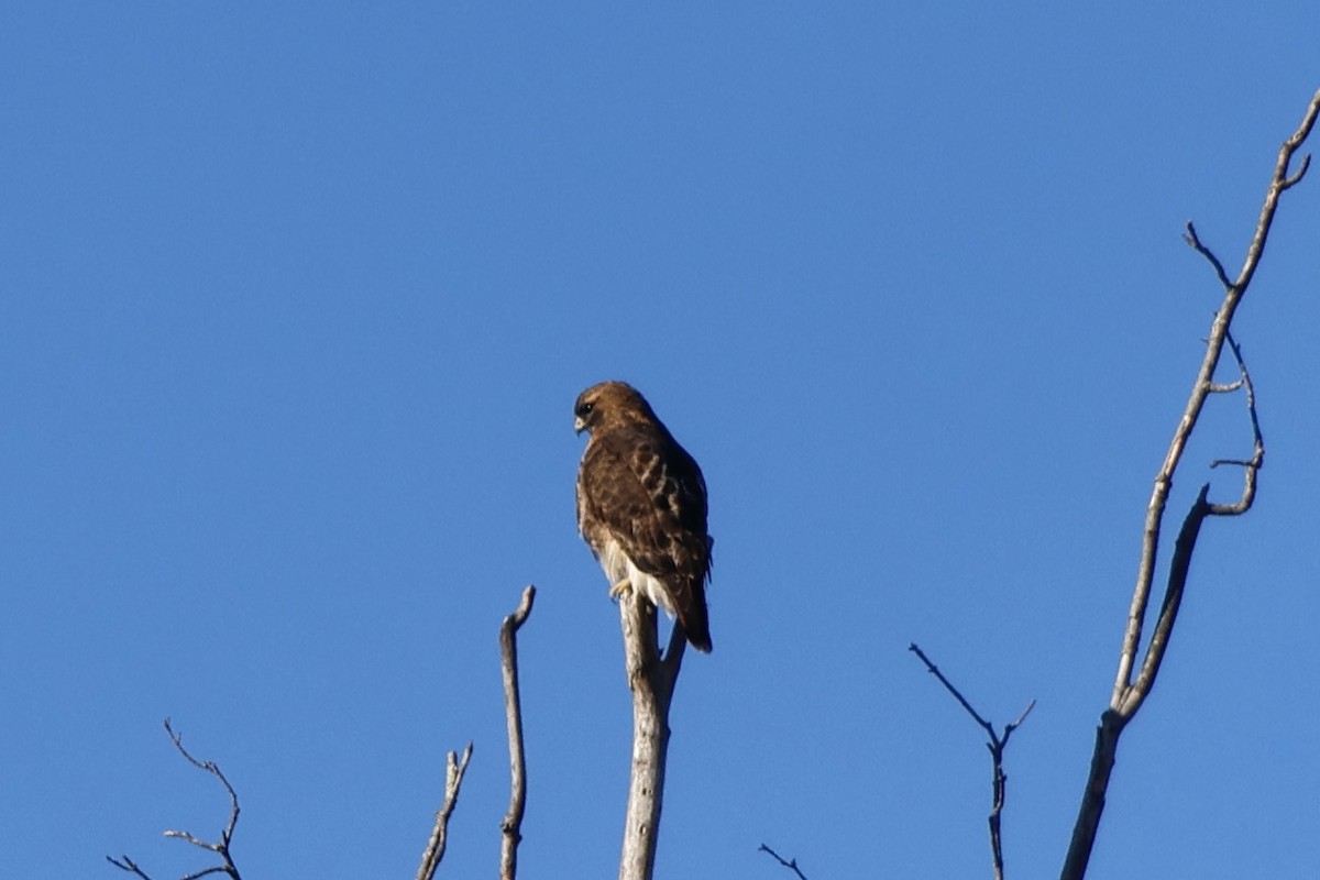 Red-tailed Hawk - ML521856661