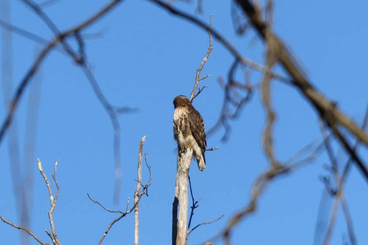 Red-tailed Hawk - ML521856671