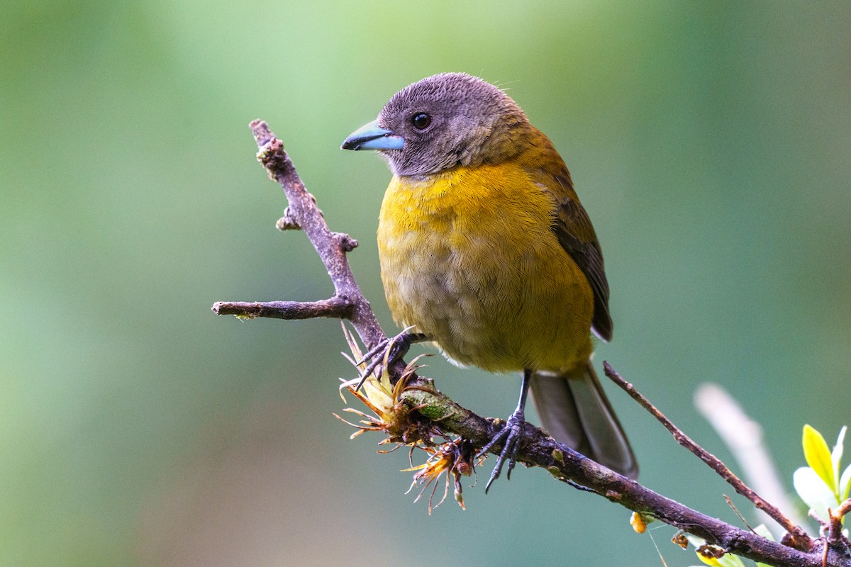 Scarlet-rumped Tanager - ML521857831
