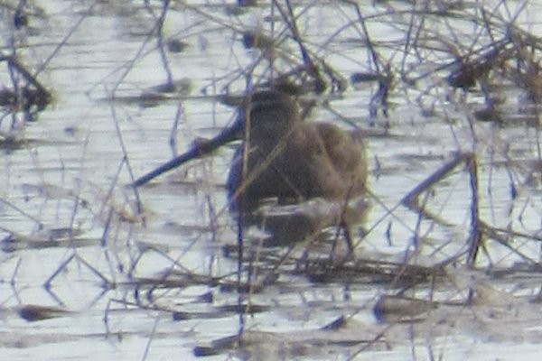 Long-billed Dowitcher - ML521860761