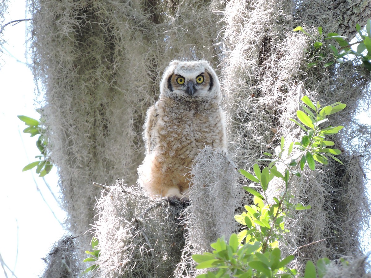 Great Horned Owl - ML52186111