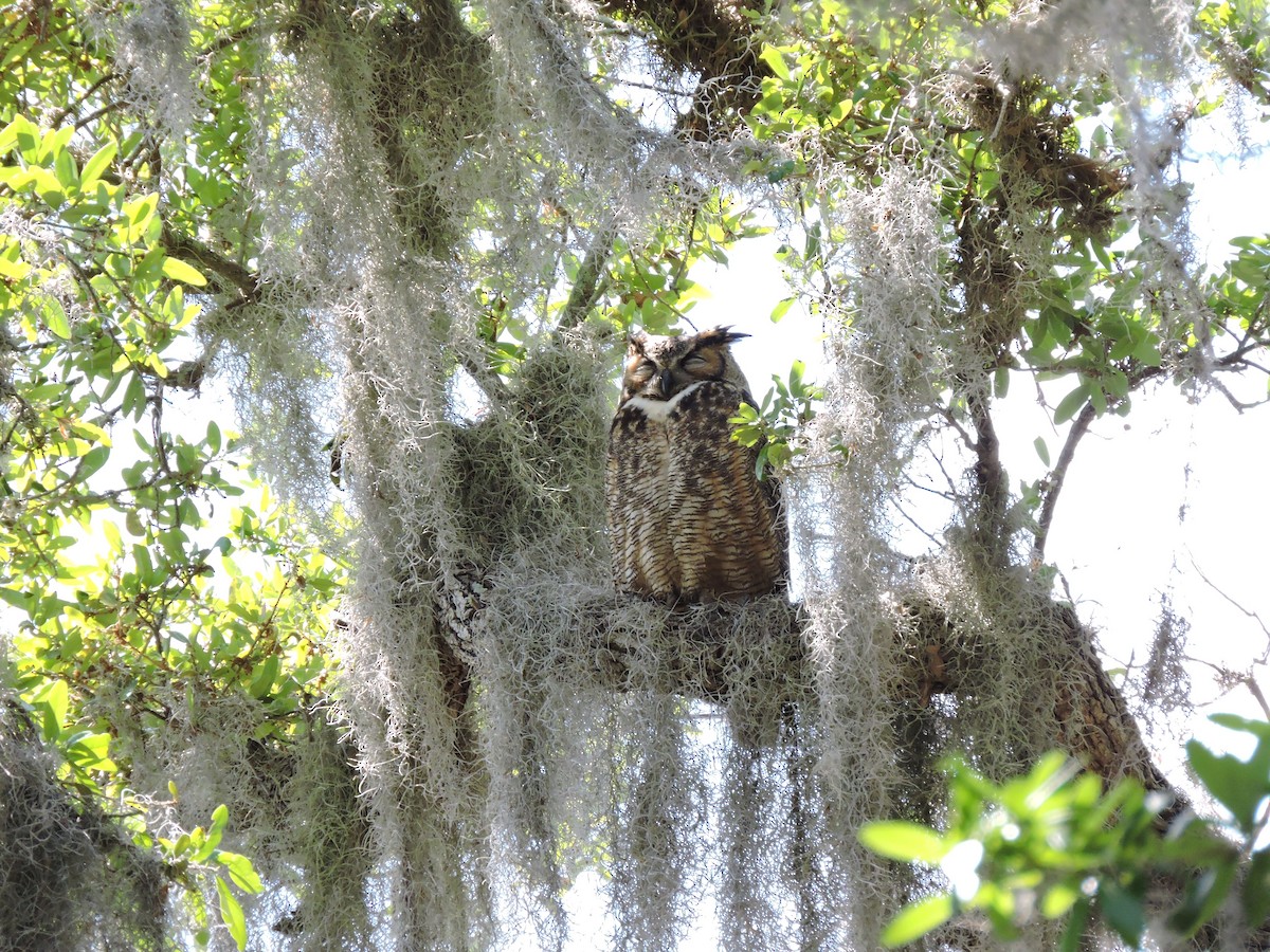 Great Horned Owl - ML52186281