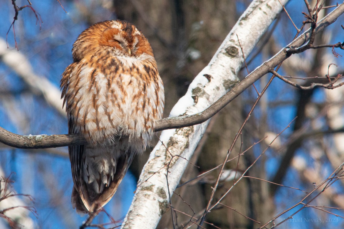 Tawny Owl - Mikhail Nevsky