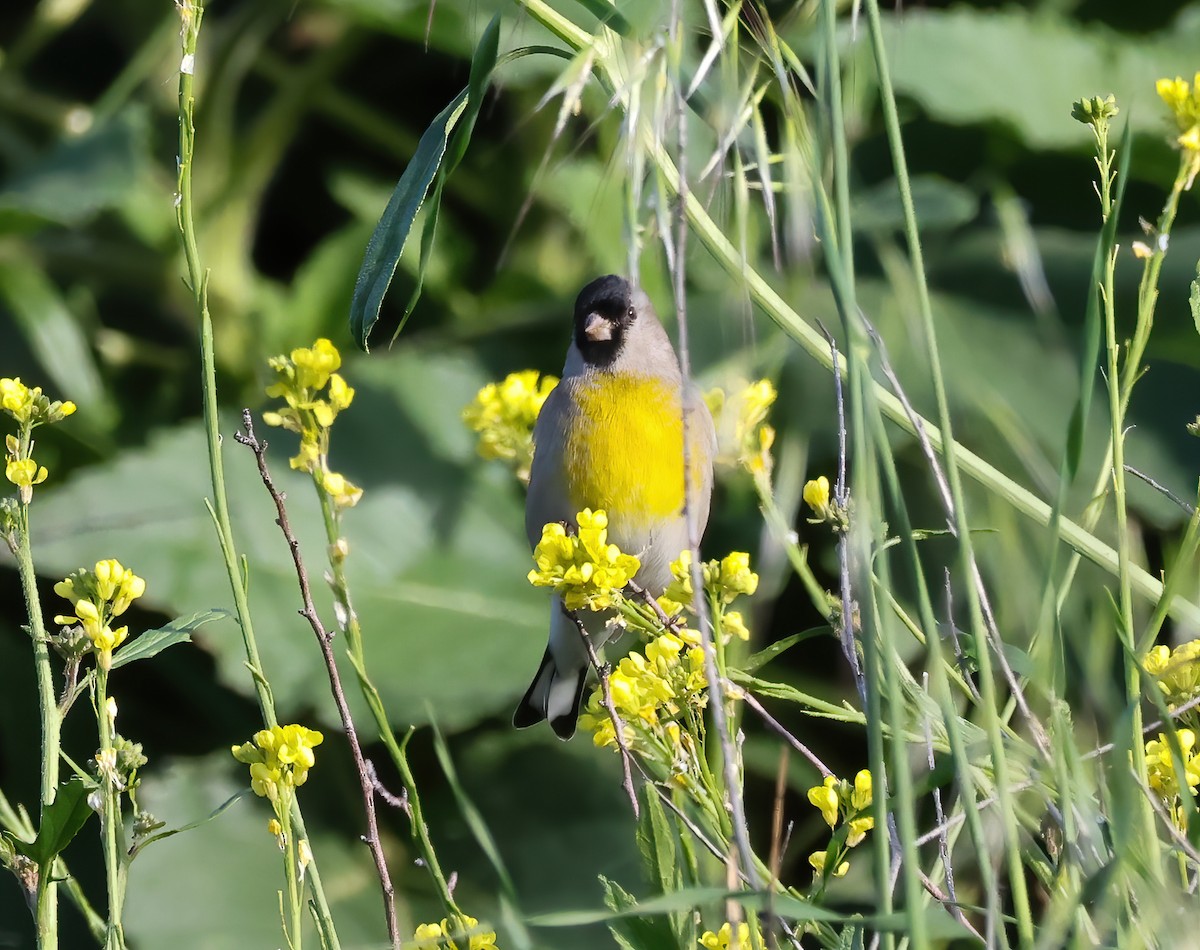 Lawrence's Goldfinch - ML521868861
