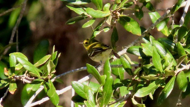 Black-throated Green Warbler - ML521873561