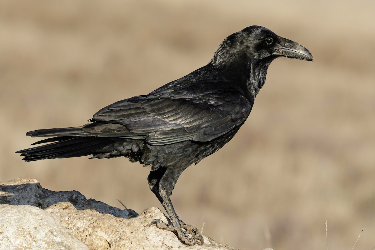 Common Raven - Mac Aragon