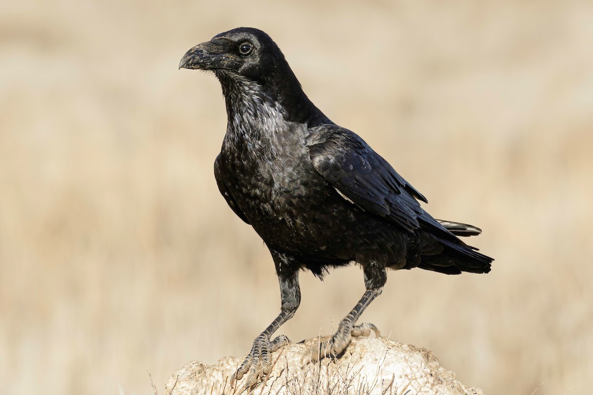 Common Raven - ML521876421