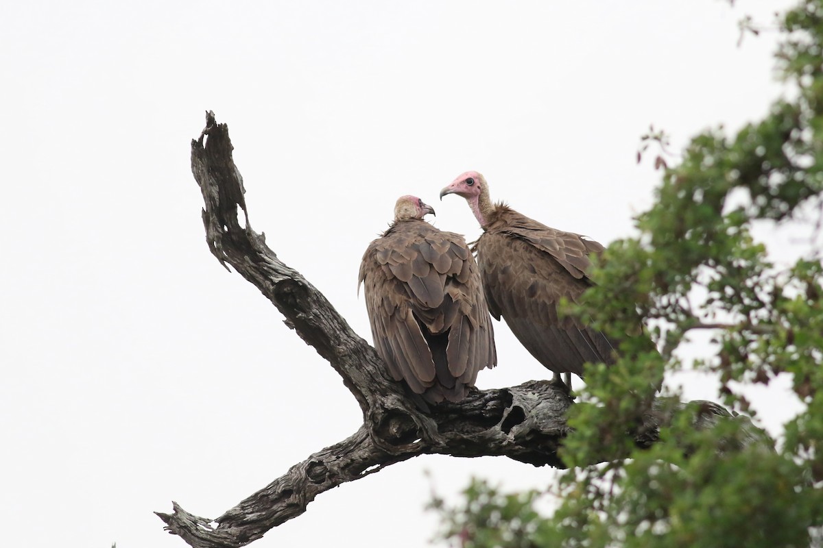 Hooded Vulture - ML521881761