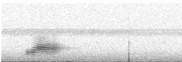 Lance-tailed Manakin - ML521882971