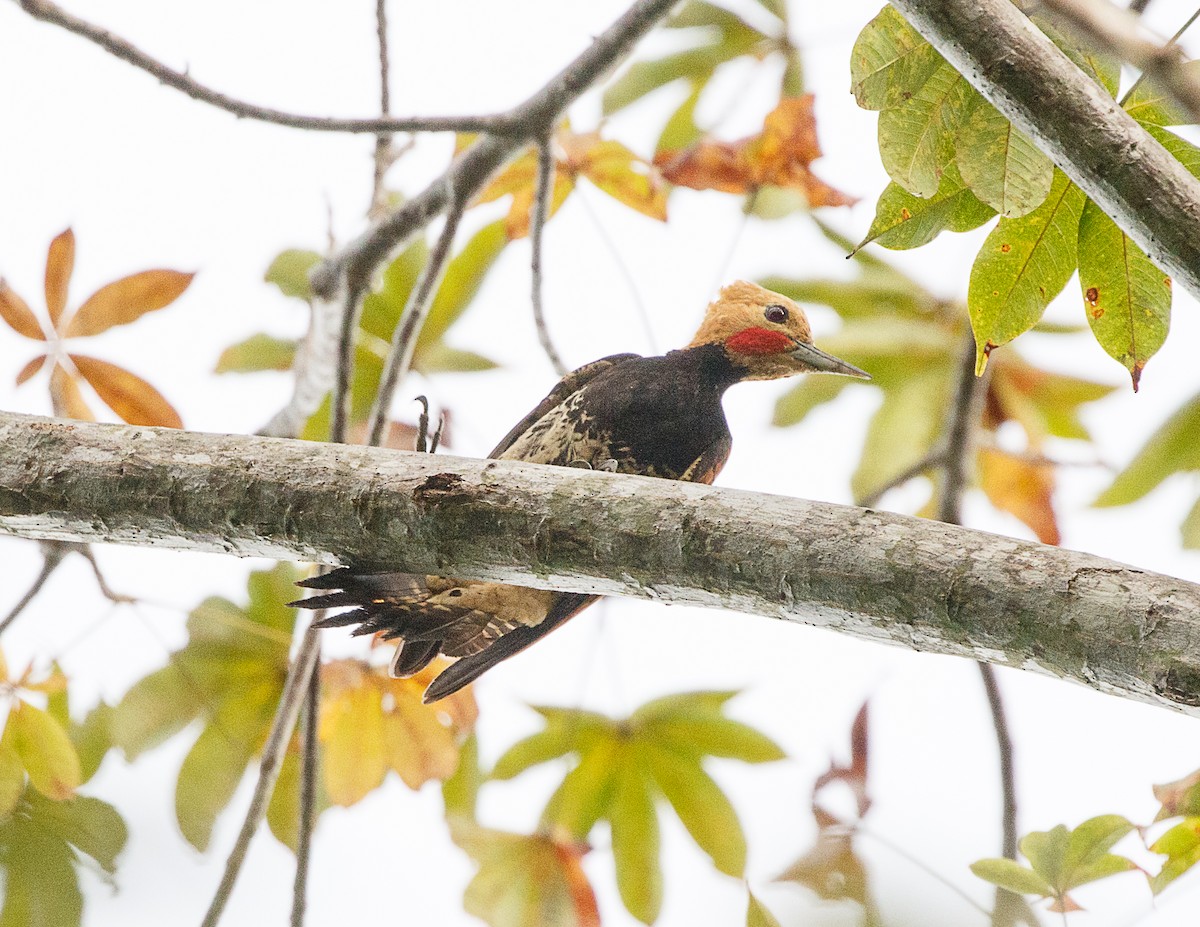 Ringed Woodpecker (Amazonian Black-breasted) - ML521886111