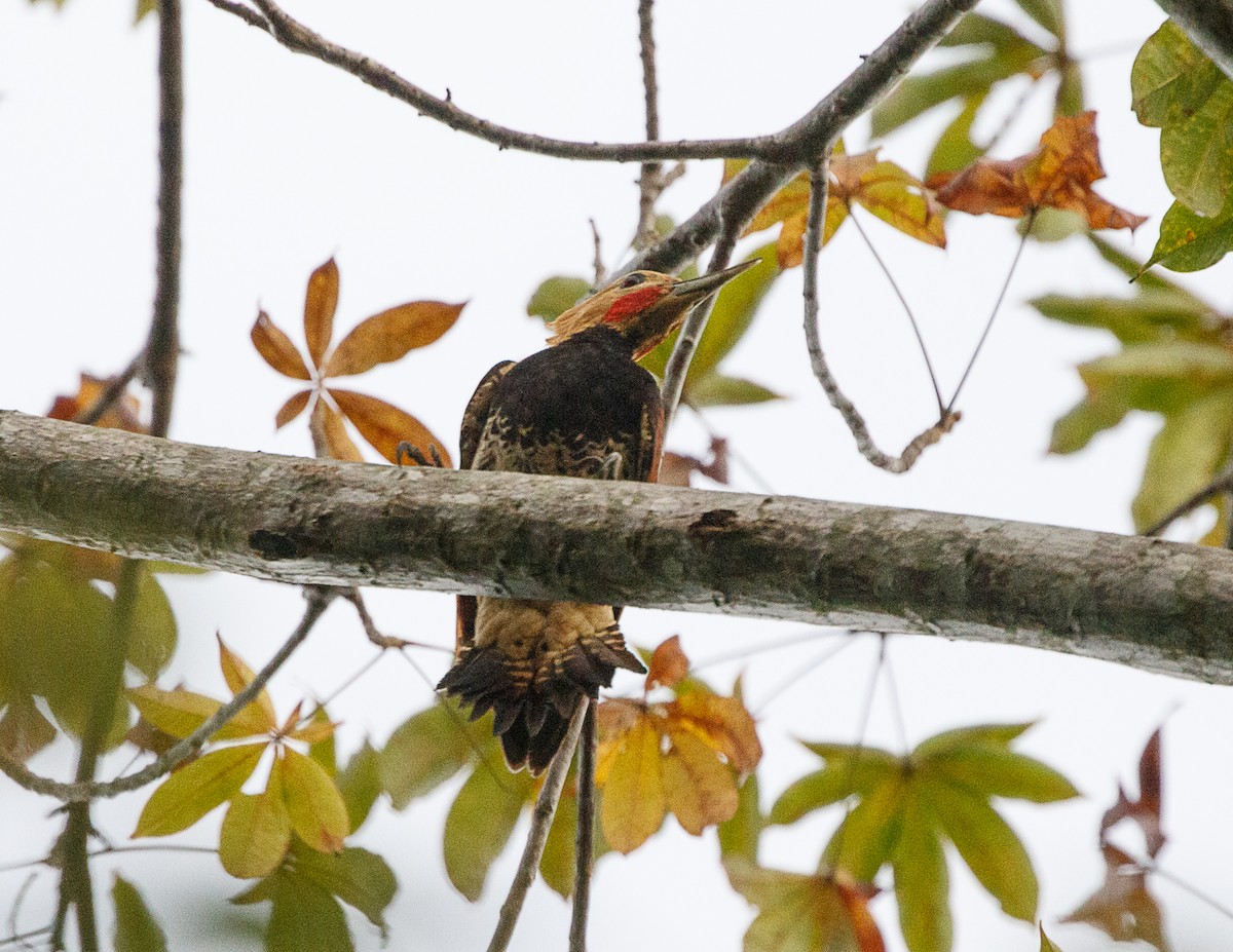 Ringed Woodpecker (Amazonian Black-breasted) - ML521886131