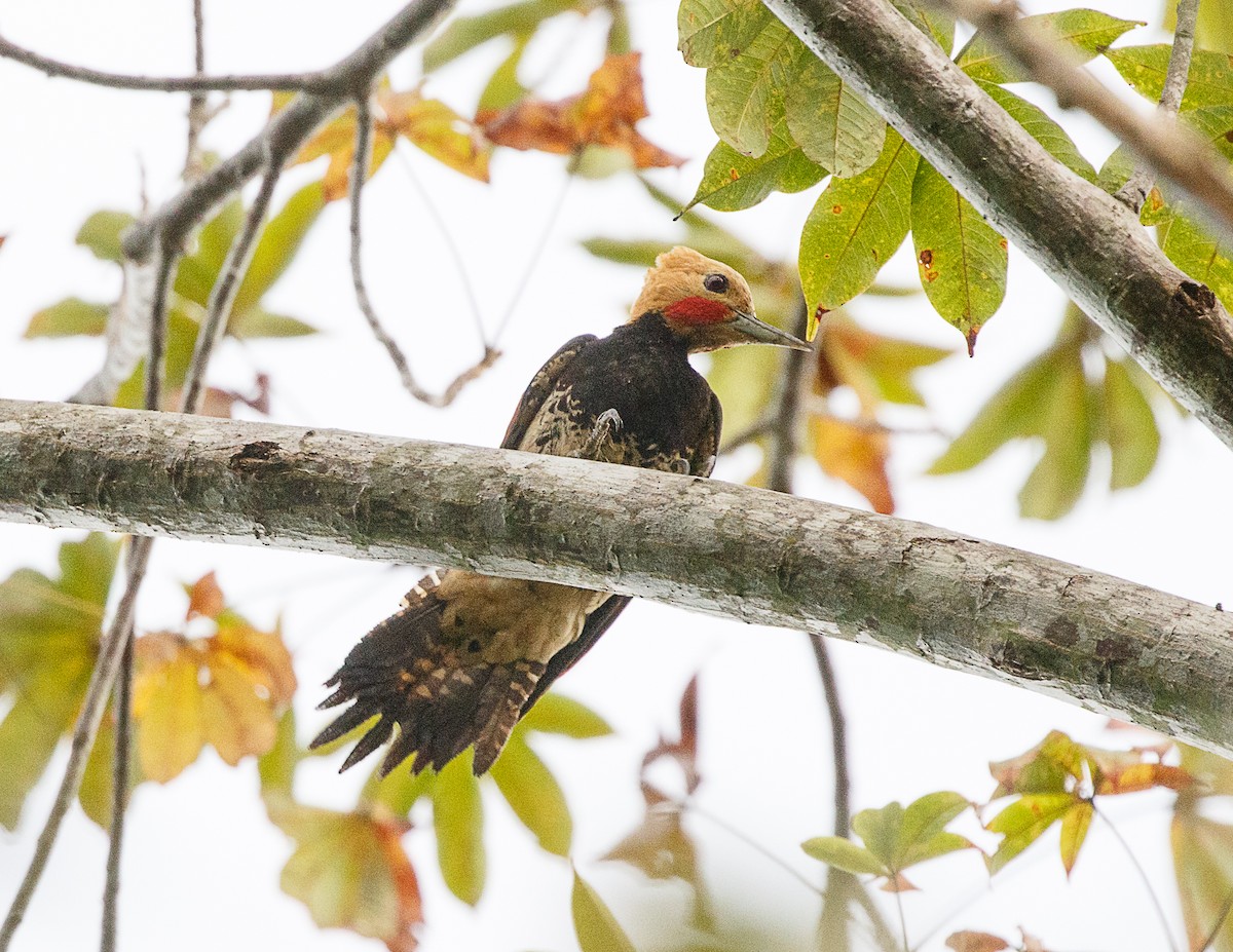 Ringed Woodpecker (Amazonian Black-breasted) - ML521886151