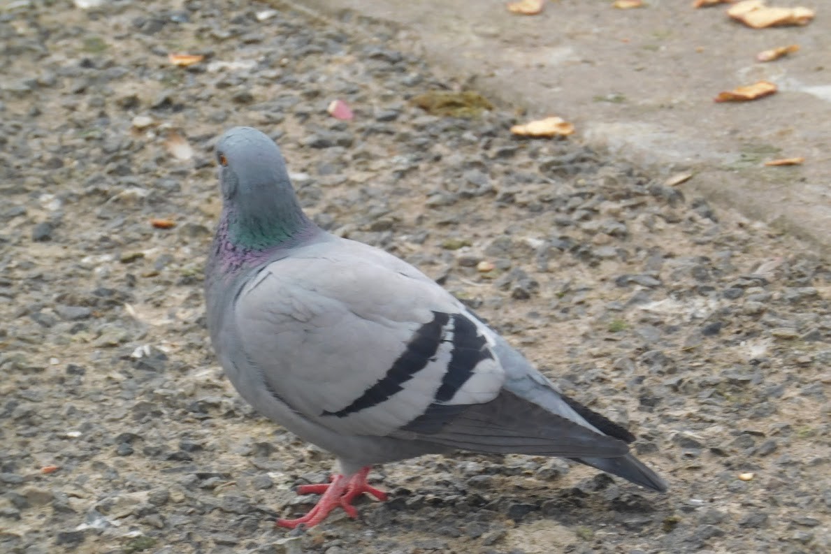 Rock Pigeon (Feral Pigeon) - ML521886161