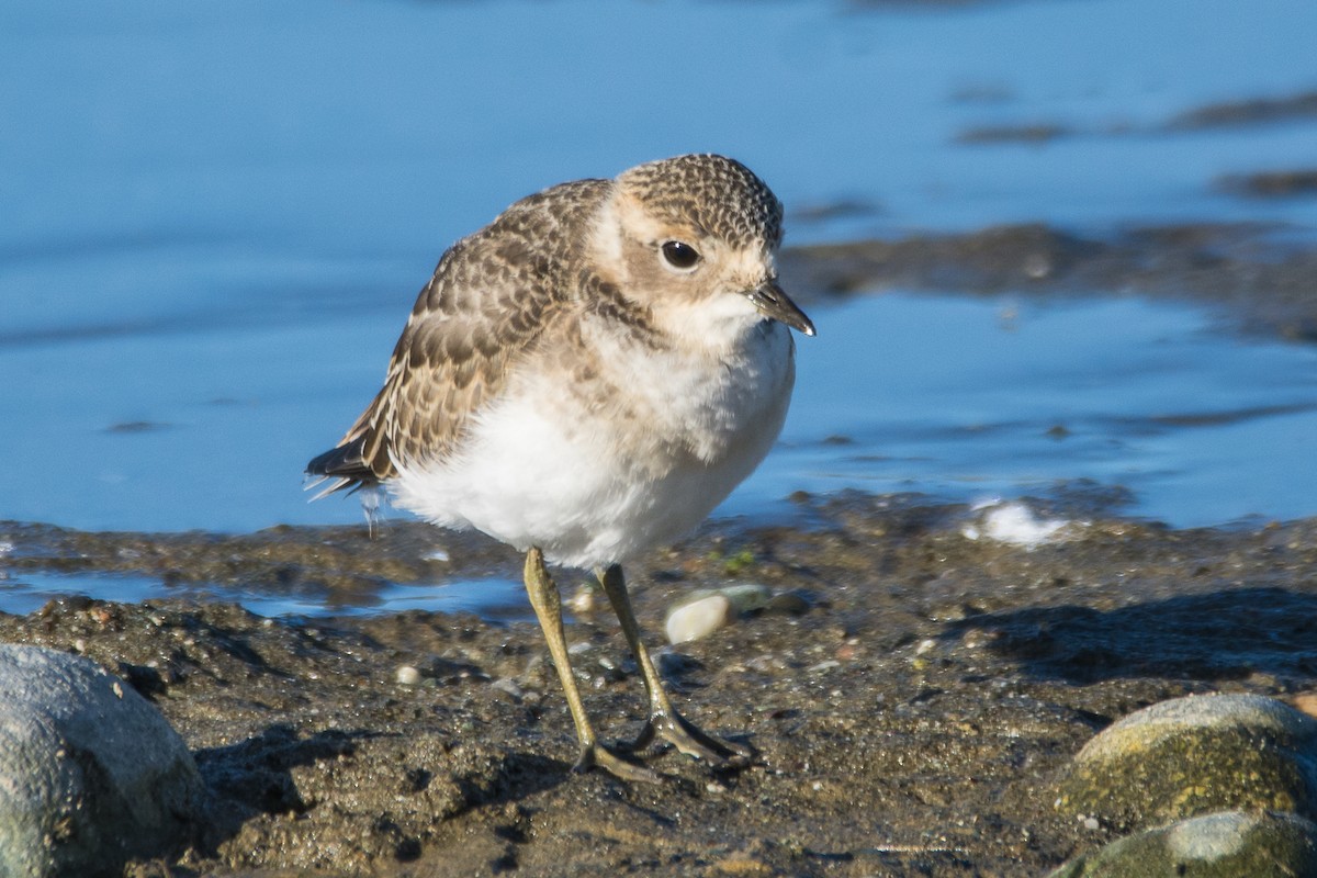 Double-banded Plover - ML521889201