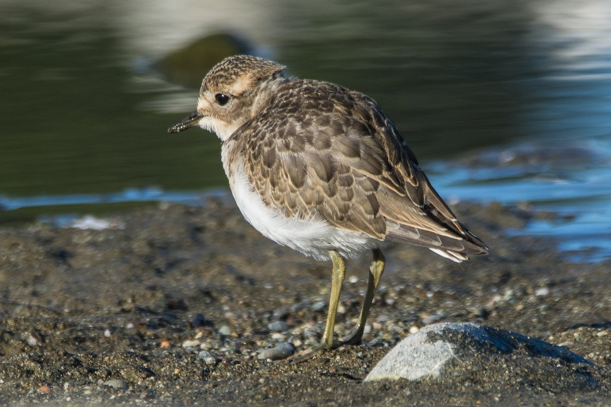 Double-banded Plover - ML521889211