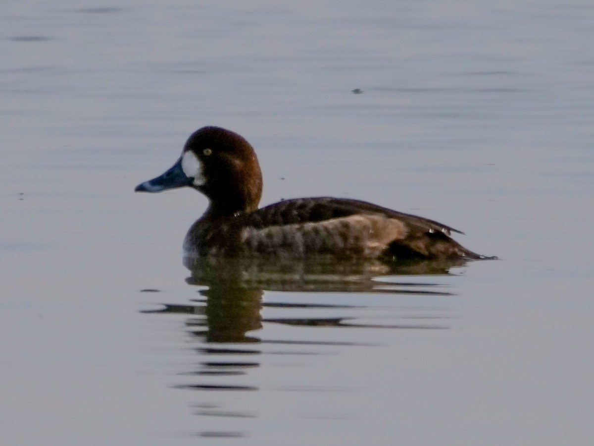 Greater Scaup - ML521892891