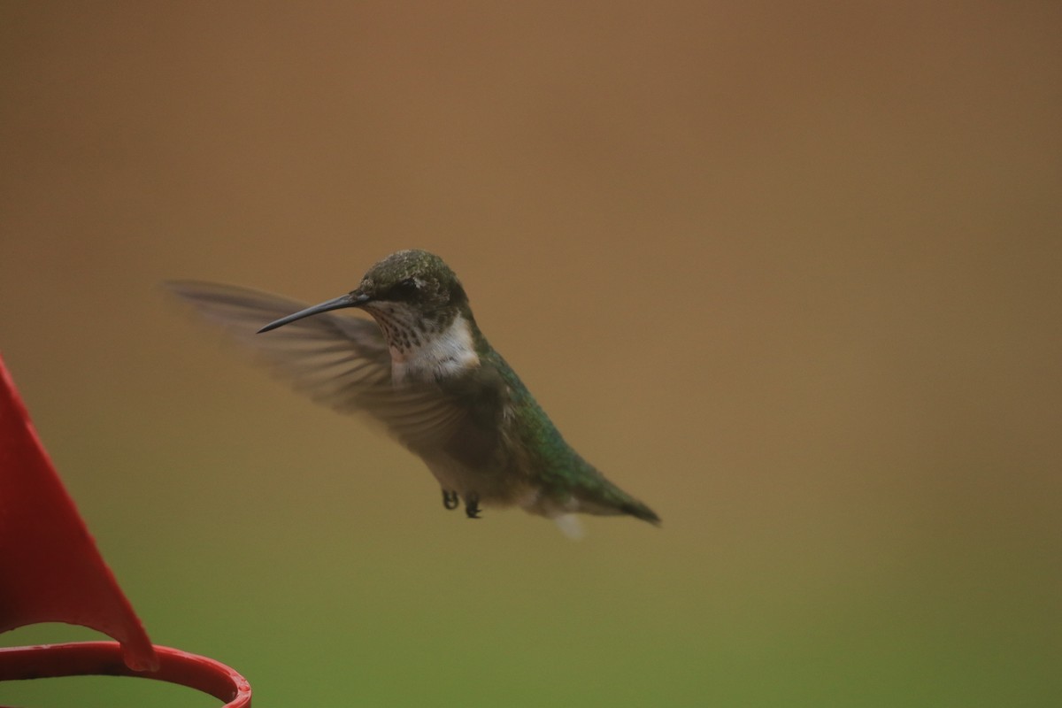 Ruby-throated Hummingbird - Lori McDonald