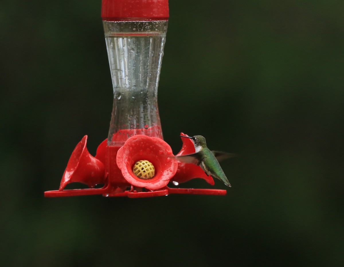 Ruby-throated Hummingbird - ML521893371