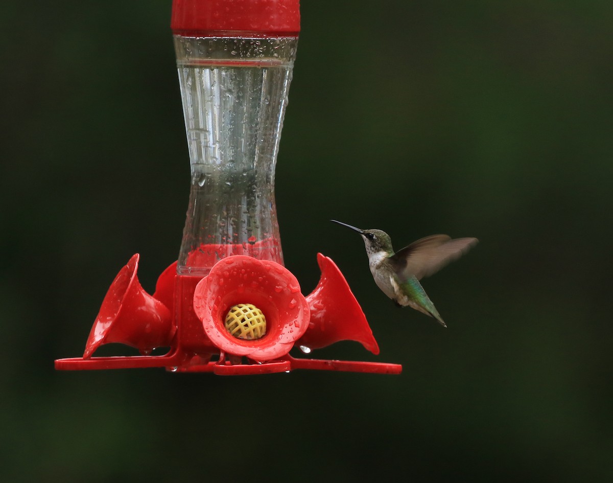 Ruby-throated Hummingbird - ML521893381